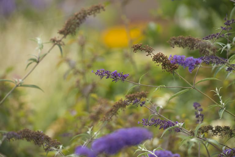 Psychologie bloem